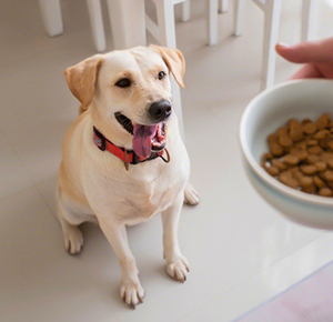 什么更适合你的宠物餐碗？